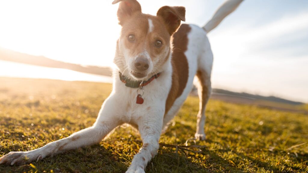 Glücklicher Hund, zeckenschutz ohne Chemie, gesund