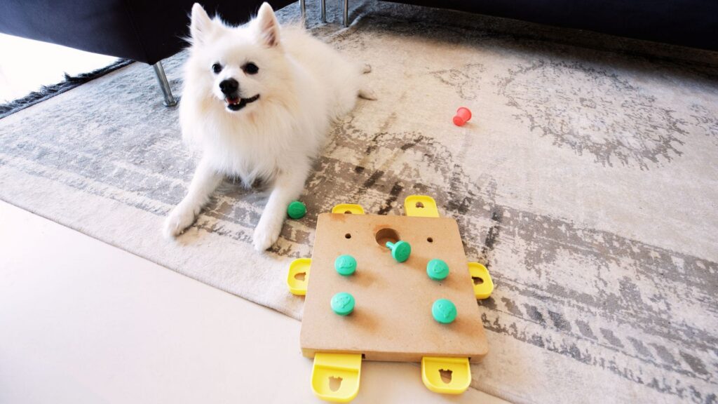 Denkspiel hund, fit im Kopf